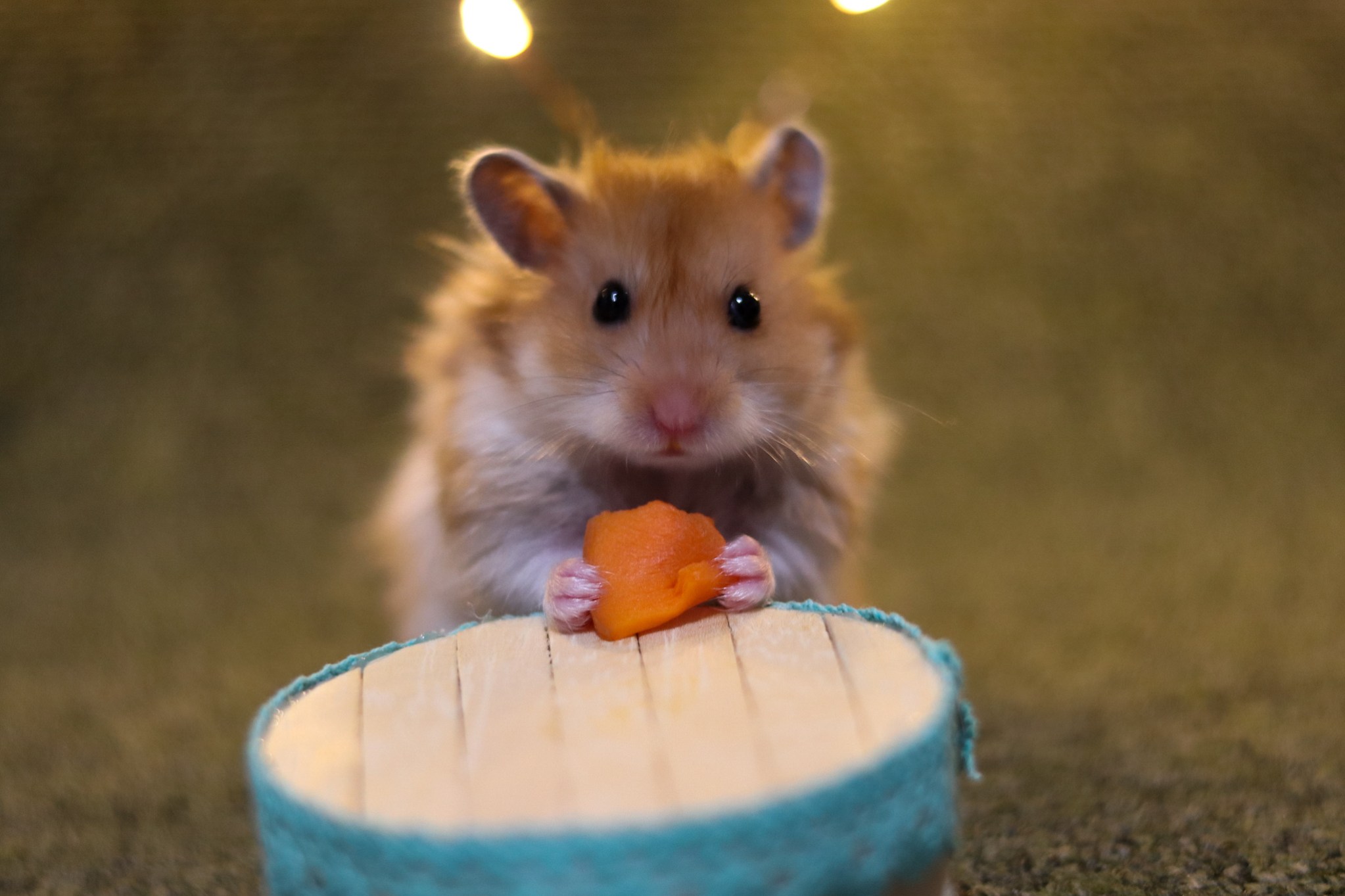 Syrian Hamsters Philippine Hamster Keepers