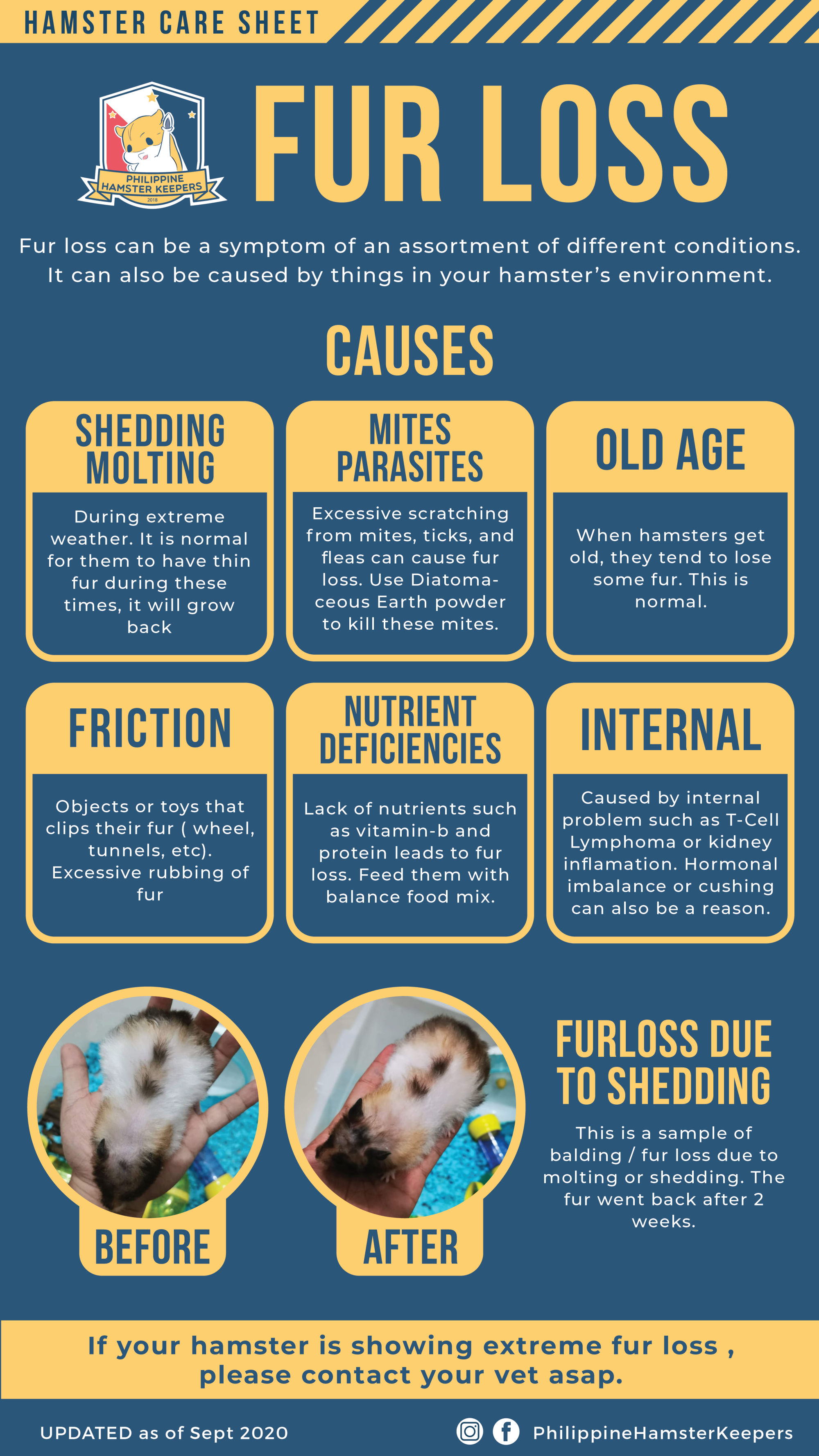 Fur loss – Philippine Hamster Keepers