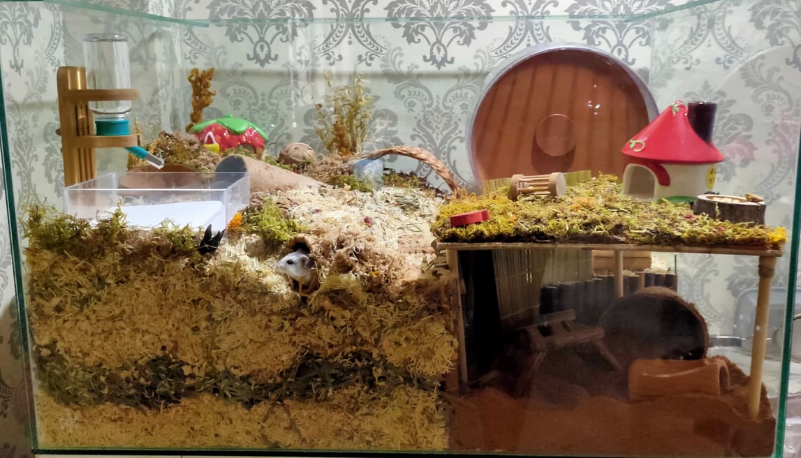 Picture of Aquarium / Glass – Philippine Hamster Keepers